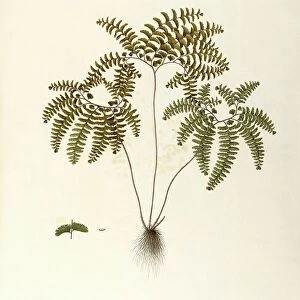 Biology Framed Print Collection: Botany