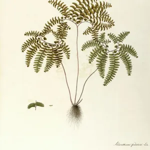 Northern Maidenhair Fern (Adiantum pedatum), Polypodiaceae by Angela Rossi Bottione, watercolor, 1812-1837