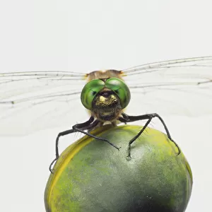 Odonata, Green-eyed Dragonfly, close up