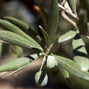 Olives. Gianfranco Becchina olive oil producer. Castelvetrano. Sicily. Italy. Europe