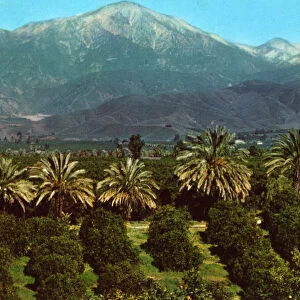 Orange Groves and Snow-capped Mountains, California