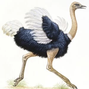 Ostrich, struthio camelus, running