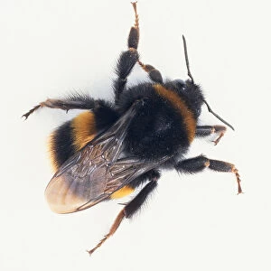 Overhead view of bumble bee