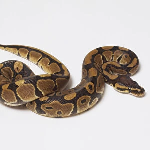 Overhead view of a Royal Python, partially coiled, showing slight variations in the shape and number of the saddles. The stripe on each side of the eyes helps to disguise the outline of the head