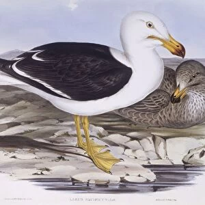 Pacific gull (Larus pacificus), Engraving by John Gould
