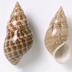 Two Painted Lady shells (Phasianella australis), close up