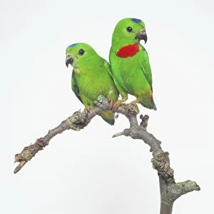 Pair of Blue-crowned Hanging Parrots (Loriculus galgulus) perching side by side on a branch, front view