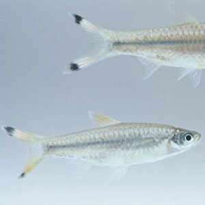 A pair of Giant scissortails (Rasbora caudimaculata), tropical freshwater fish