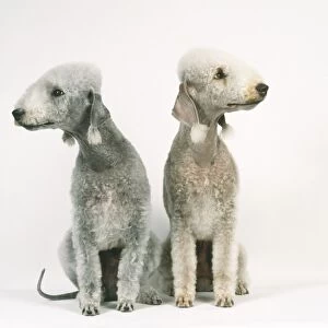 Pair of liver and blue Bedlington Terrier with trimmed coats