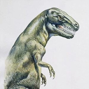 Palaeozoology, Cretaceous period, Dinosaurs, Tyrannosaurus rex, Illustration