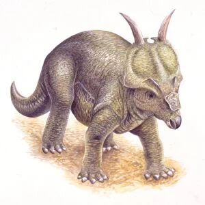 Palaeozoology, Cretaceous period, Dinosaurs, Achelousaurus, illustration by Steve Roberts