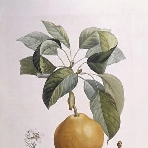 Pear Doyenne roux Henry Louis Duhamel du Monceau, botanical plate by Pierre Antoine Poiteau