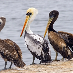 Peru, Playa el Chaco, three Peruvian pelican (Pelecanus thagus), three pelicans on rock overlooking sea