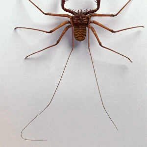 Phrynid (Whip Spider) with pincer-like pedipalps and two long sensory legs