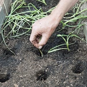 Planting leek seedlings