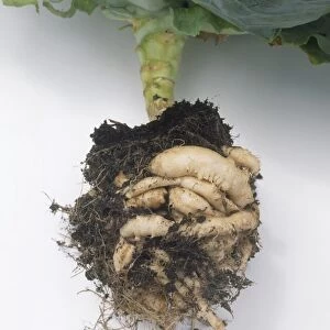 Plasmodiophora brassicae (Clubroot), diseased cabbage root, close-up