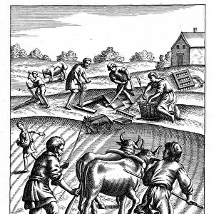 Ploughing with oxen, sowing seed broadcast and harrowing. In background agricultural