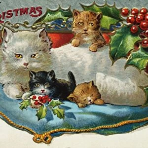 Postcard of Christmas Cats. ca. 1899-1915, A MERRY CHRISTMAS