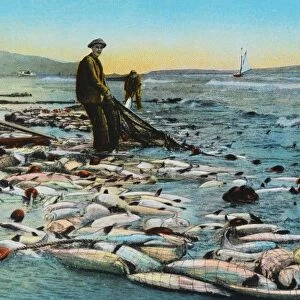 Postcard of Salmon Fishing Off the Coast of Oregon. ca. 1923, Salmon fishing off the coast of Oregon 417