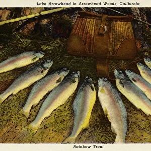 Postcard of Trout Caught in Lake Arrowhead. ca. 1921, Lake Arrowhead in Lake Arrowhead Woods offers the utmost in recreational advantages. Swimming, dancing, hiking, golf, boating, fishing, tennis, horseback riding, and scenic motor drives to enchant the lovers of the open spaces