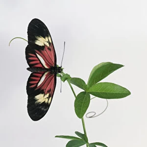 Postman butterfly with its wings wide open. the tips and outer section of the wings are black, then cream and red with one white stripe as the wing meets the body