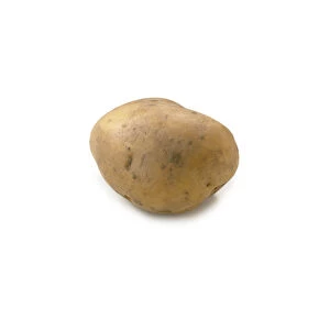Potato Dunbar Rover, grown in Great Britain