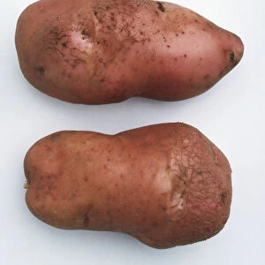 Two Potatoes Red Romano