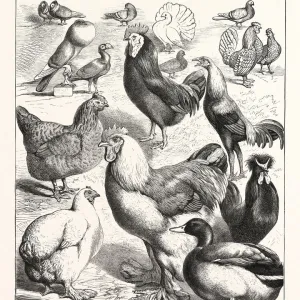 Prize Winners at the Crystal Palace Poultry Show, London, Engraving 1876, Uk, Britain