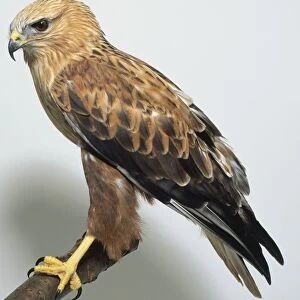 Profile of long-legged buzzard, with light brown feathers and dark tipped wings, strong thick legs perched on a branch