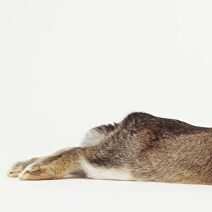 Rabbit, lying down, with a carrot