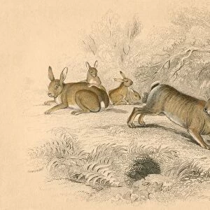 Rabbit (Oryctolagus cuniculus), the Old World rabbit. (1828). A rodent introduced
