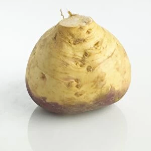 Raw swede on white background