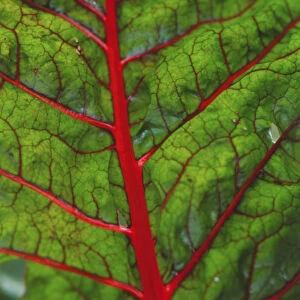 Red Chard (Beta vulgaris Subsp. cicla var. flavescens), leaf close up showing red stems and veins