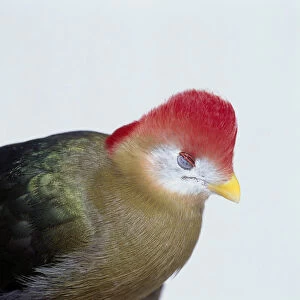 Red-crested Turaco (Tauraco erythrolophusshowing) showing vivid red crest on head, small yellow bill and eye closed