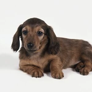 Red Long Haired Dachshund puppy lying down