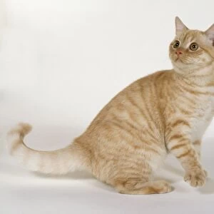Red Silver Mackarel Tabby cat with barring on legs and mackarel tabby markings on body, on haunches