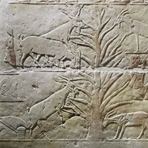 Relief depicting goats grazing a sycamore tree from the Mastaba of Akhatep, Saqqara, Old Kingdom