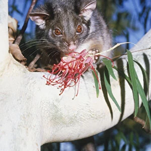 Ringtail Possum (Pseudocheirus peregrinus) perching on a tree