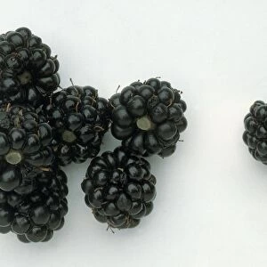 Several ripe blackberries