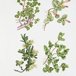 Salicaceae, illustration
