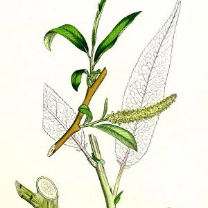 Salix fragilis, var. decipiens, White Welsh Willow