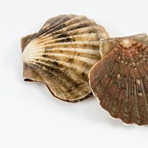 Two whole scallops in shells