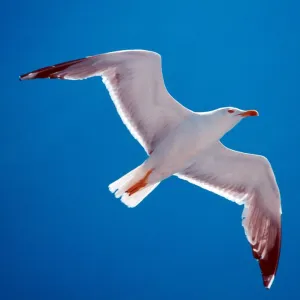 Sea-gull