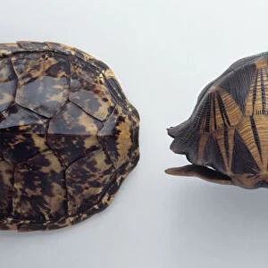 Shells of Starred Tortoise, Hawksbill Turtle, and Radiated Tortoise