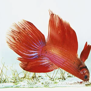 Siamese Fighting Fish (Betta splendens), red fish with long flowing fins