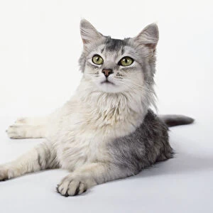 Silver Somali cat with well-spaced expressive eyes, encircled by lighter coloured spectacles