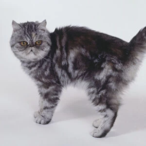 Silver Tortie Classic Tabby Exotic shorthaired cat with oyster-shaped patterning and black-tipped tail, standing