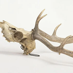 Skull and antlers of Fallow deer (Dama dama), side view