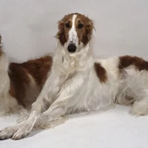 Two slender long-haired brown and white Borzoi dogs lie side-by-side with their paws crossed