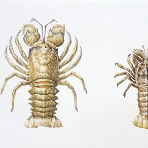 Slipper lobster (scyllarus arctus) (scyllarides latus), illustration